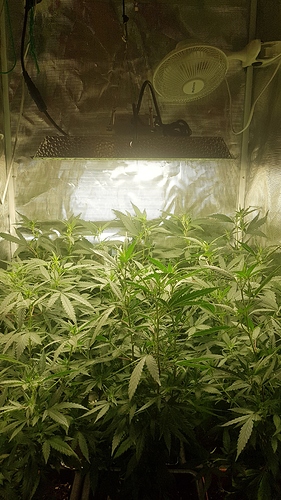 Growreport Bild 3
