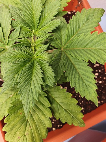 Growreport Bild 5
