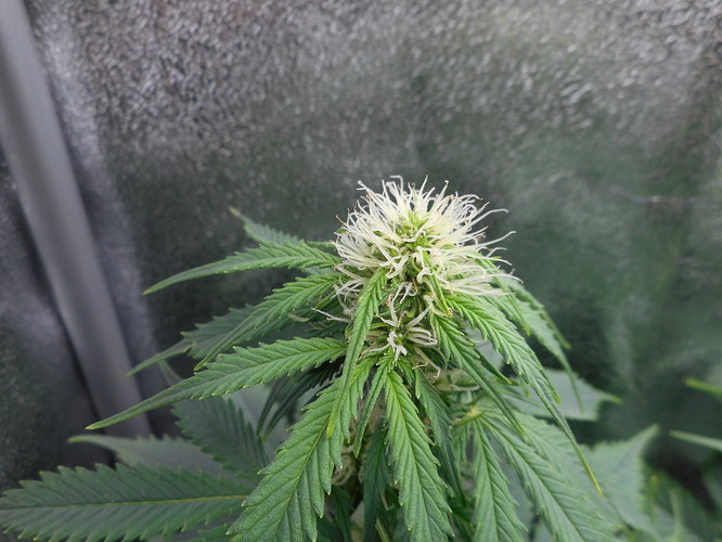Growreport Bild 6