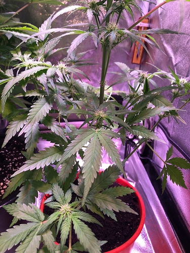 Growreport Bild 28