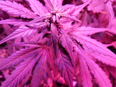 Growreport Bild 5