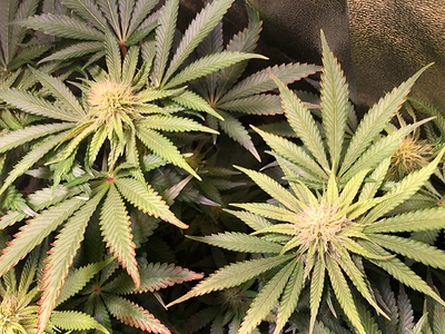 Growreport Bild 16