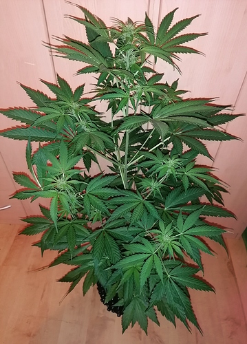 Growreport Bild 3