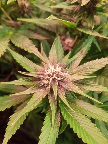 Growreport Bild 6