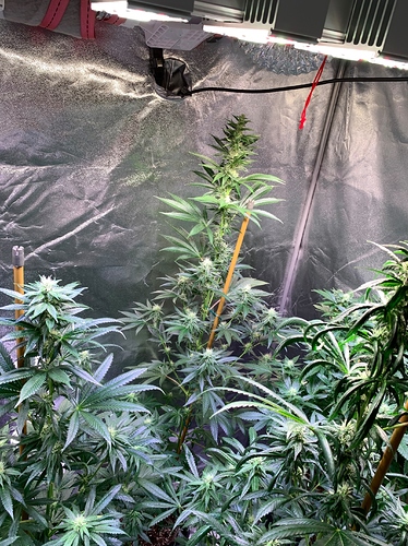 Growreport Bild 7