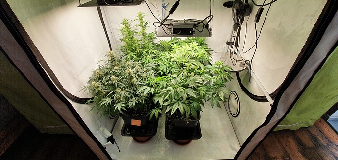 Growreport Bild 1