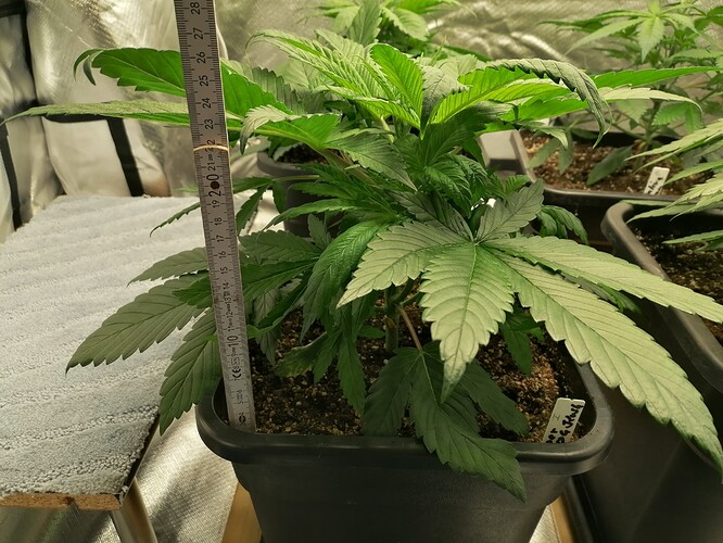Growreport Bild 7