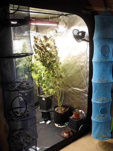 Growreport Bild 1