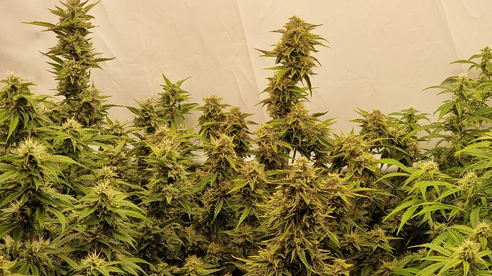 Growreport Bild 25