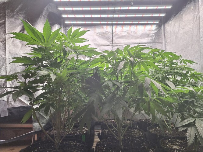 Growreport Bild 4