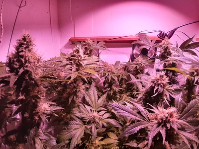 Growreport Bild 8