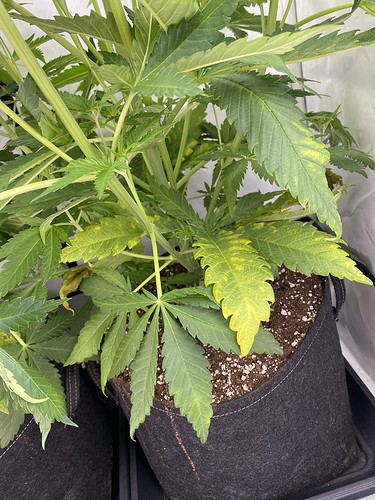 Growreport Bild 1