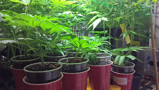 Growreport Bild 5