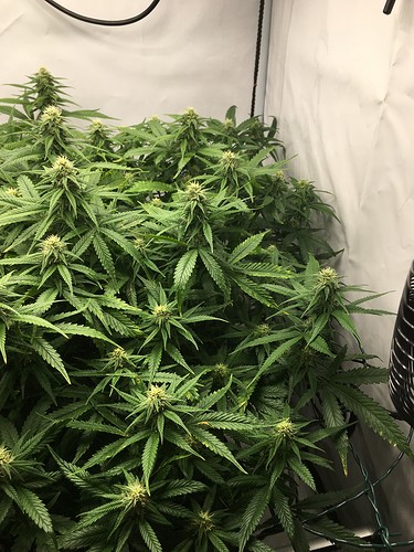Growreport Bild 25