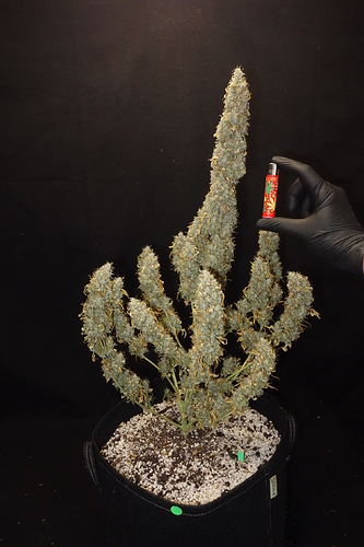 Growreport Bild 6