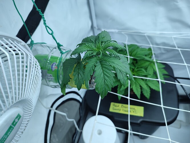 Growreport Bild 33