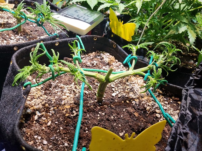 Growreport Bild 8