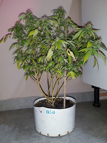 Growreport Bild 7