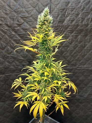 Growreport Bild 6