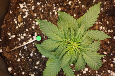Eine junge Cannabispflanze in einem Topf, die aus der Erde wächst. Die Pflanze hat mehrere grüne Blätter und ist noch klein.