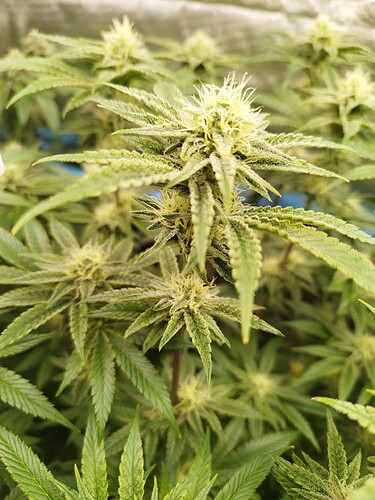 Growreport Bild 10
