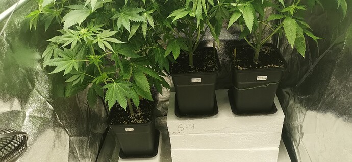 Growreport Bild 31