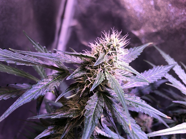 Growreport Bild 11
