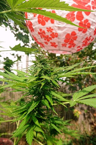 Growreport Bild 8