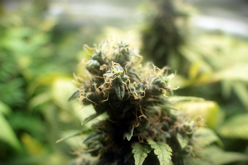 Growreport Bild 2
