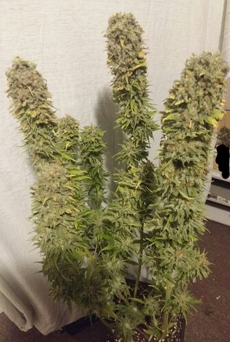 Growreport Bild 13