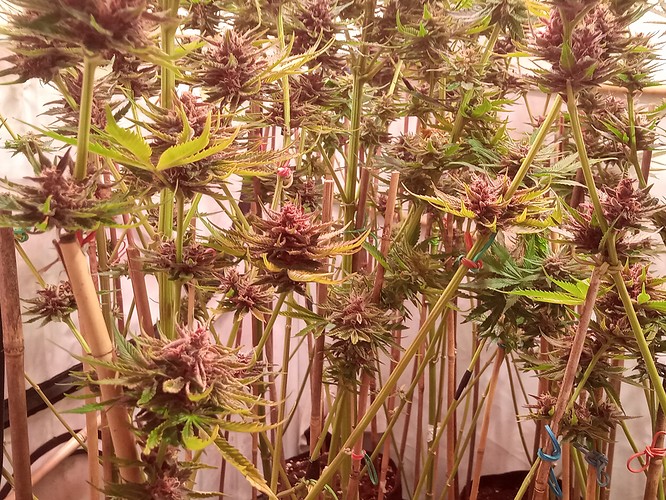 Growreport Bild 1