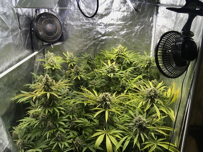 Growreport Bild 3