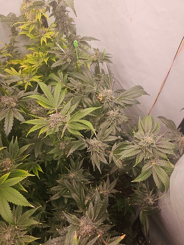 Growreport Bild 7