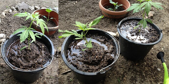 Growreport Bild 57