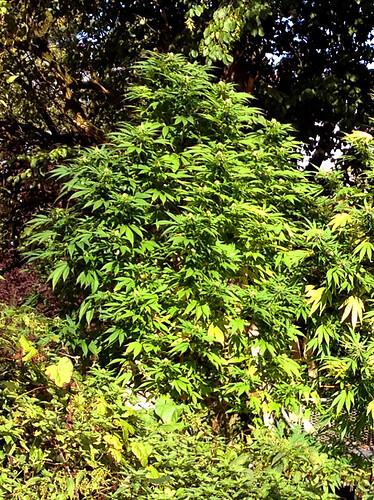 Growreport Bild 1