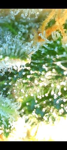 Growreport Bild 18