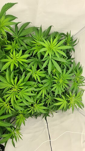 Growreport Bild 14