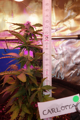 Growreport Bild 20