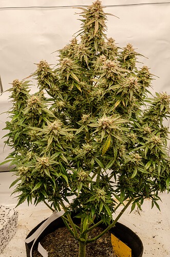 Growreport Bild 14