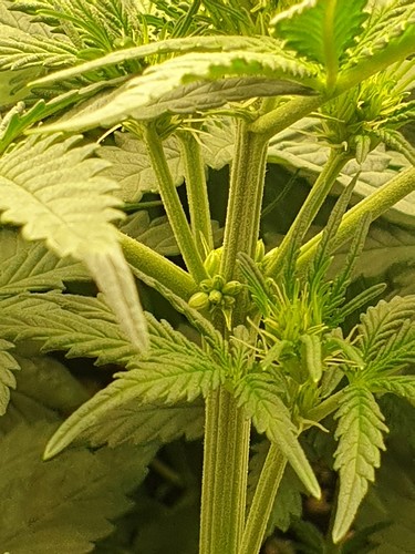 Growreport Bild 2
