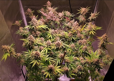 Growreport Bild 12