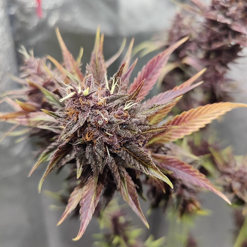 Growreport Bild 9