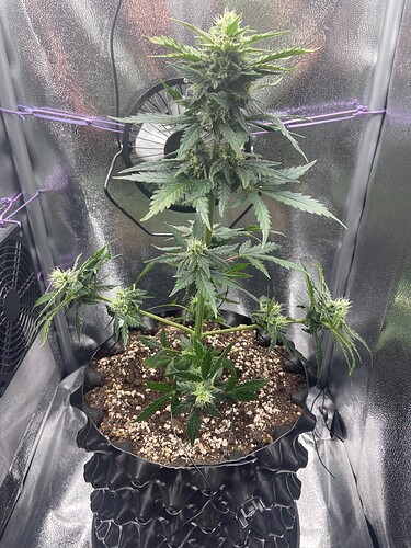 Growreport Bild 3