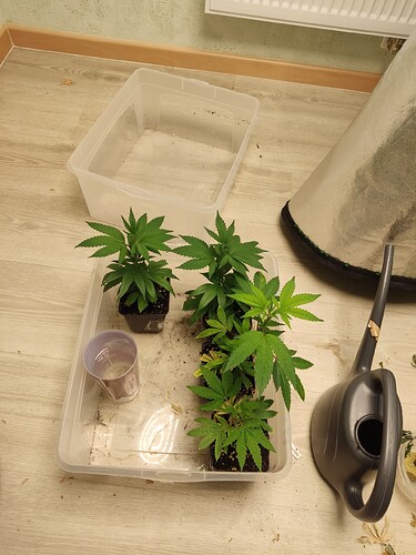 Growreport Bild 1