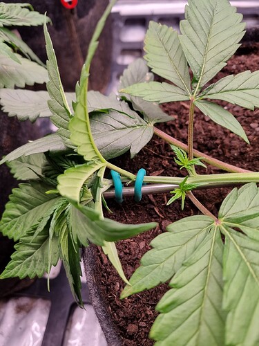 Growreport Bild 44