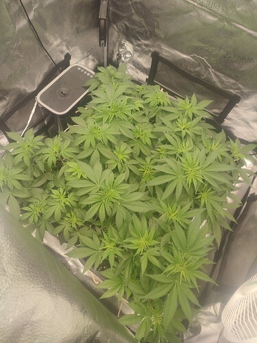 Growreport Bild 4