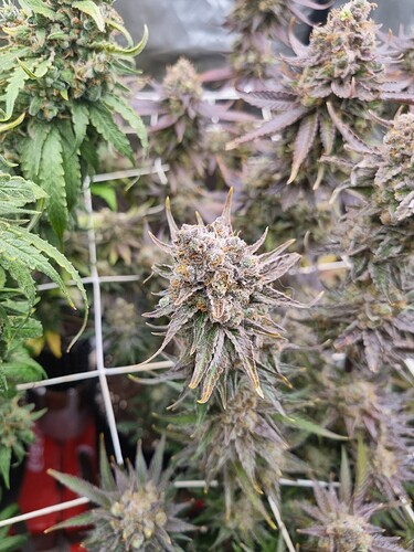 Growreport Bild 33