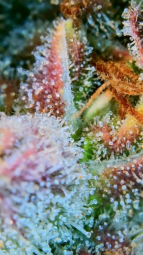 Growreport Bild 3