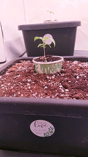 obscura1660212004626