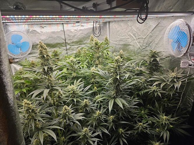 Growreport Bild 33